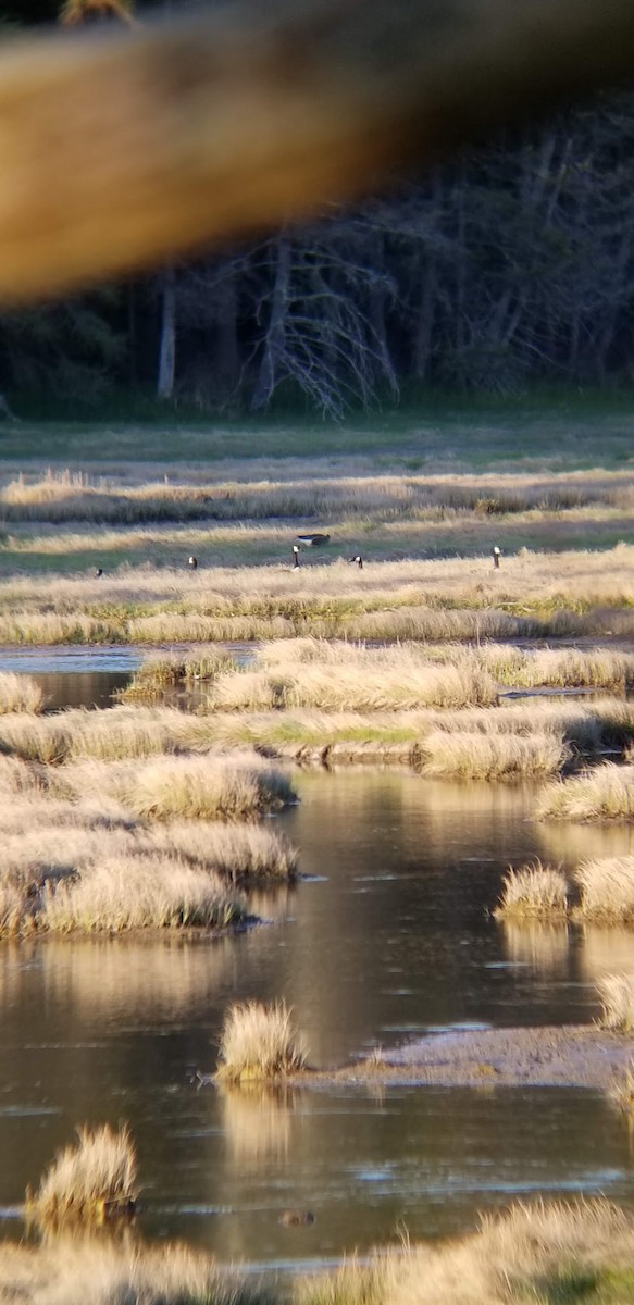 Pink-footed Goose - ML239187861