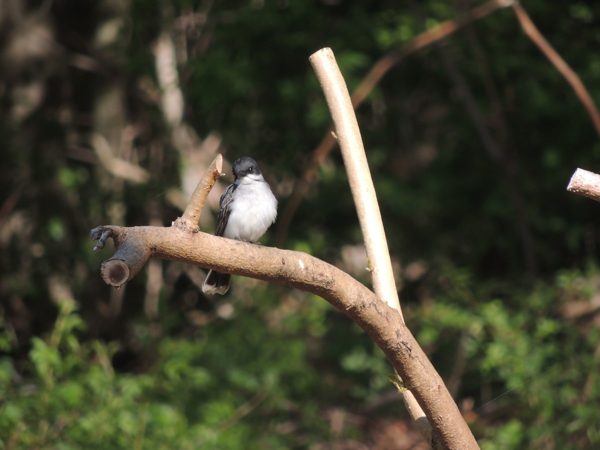 Eastern Kingbird - Steven Schellenger