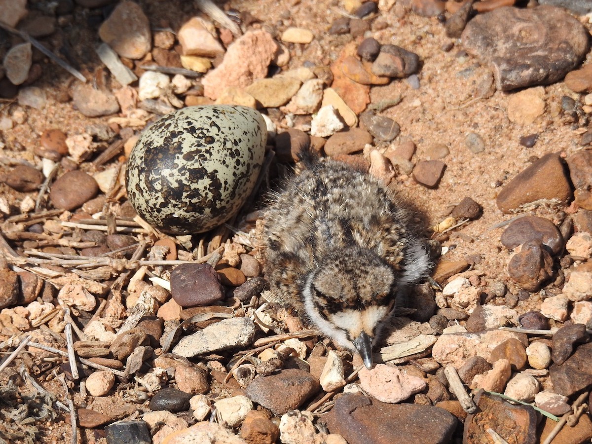 Killdeer - ML239189491