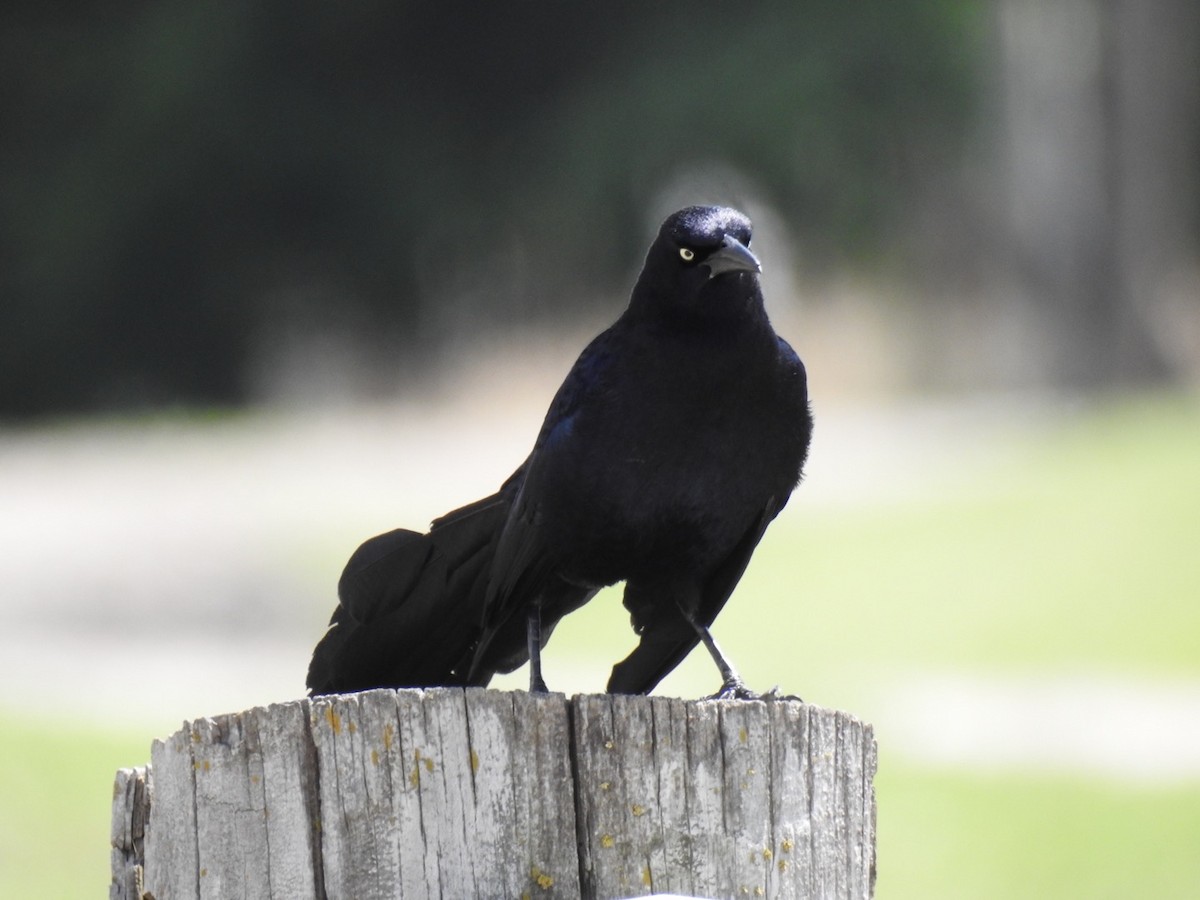 Great-tailed Grackle - ML239189691