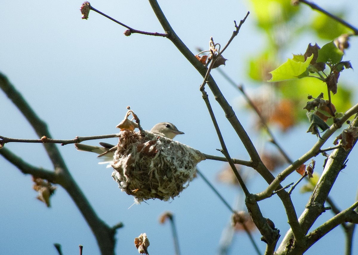 Eastern Warbling Vireo - Donald Casavecchia