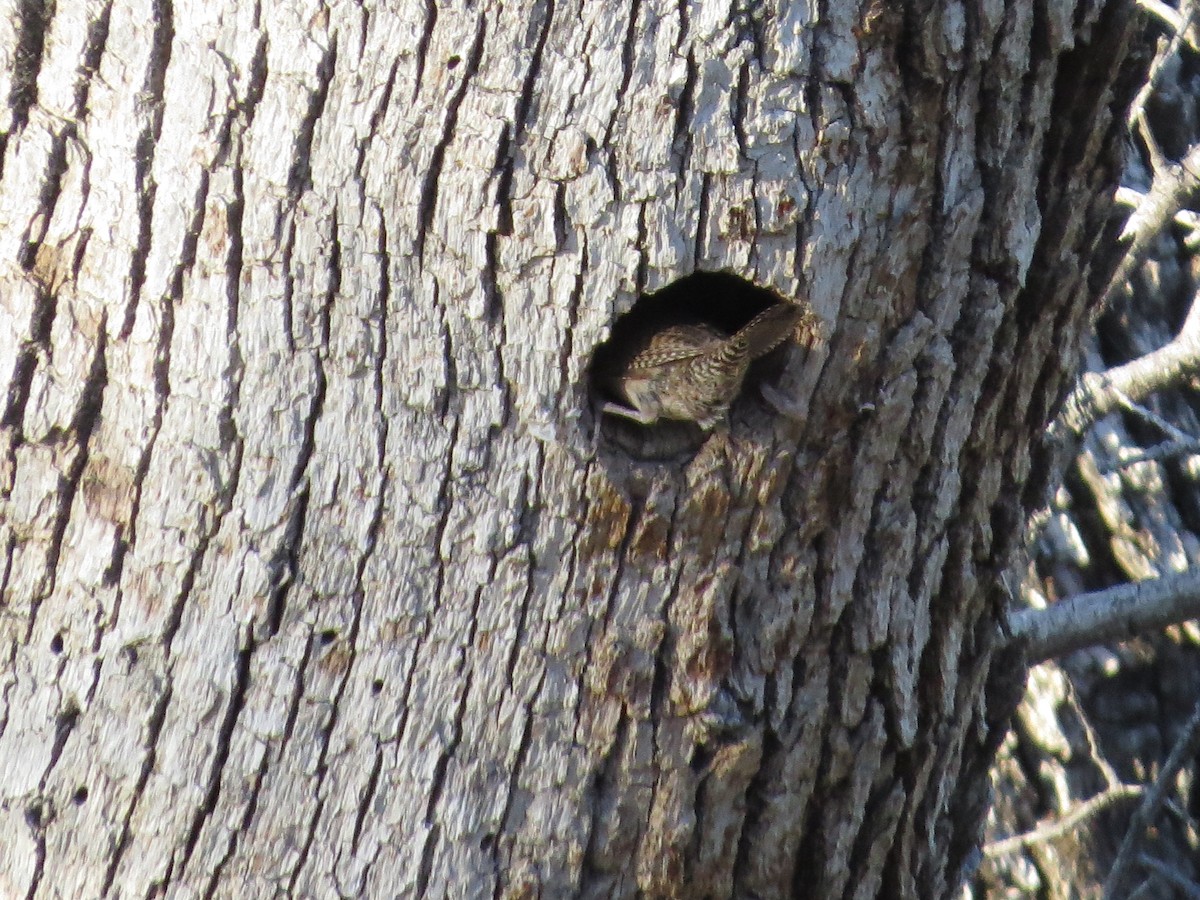 House Wren (Northern) - ML239192691