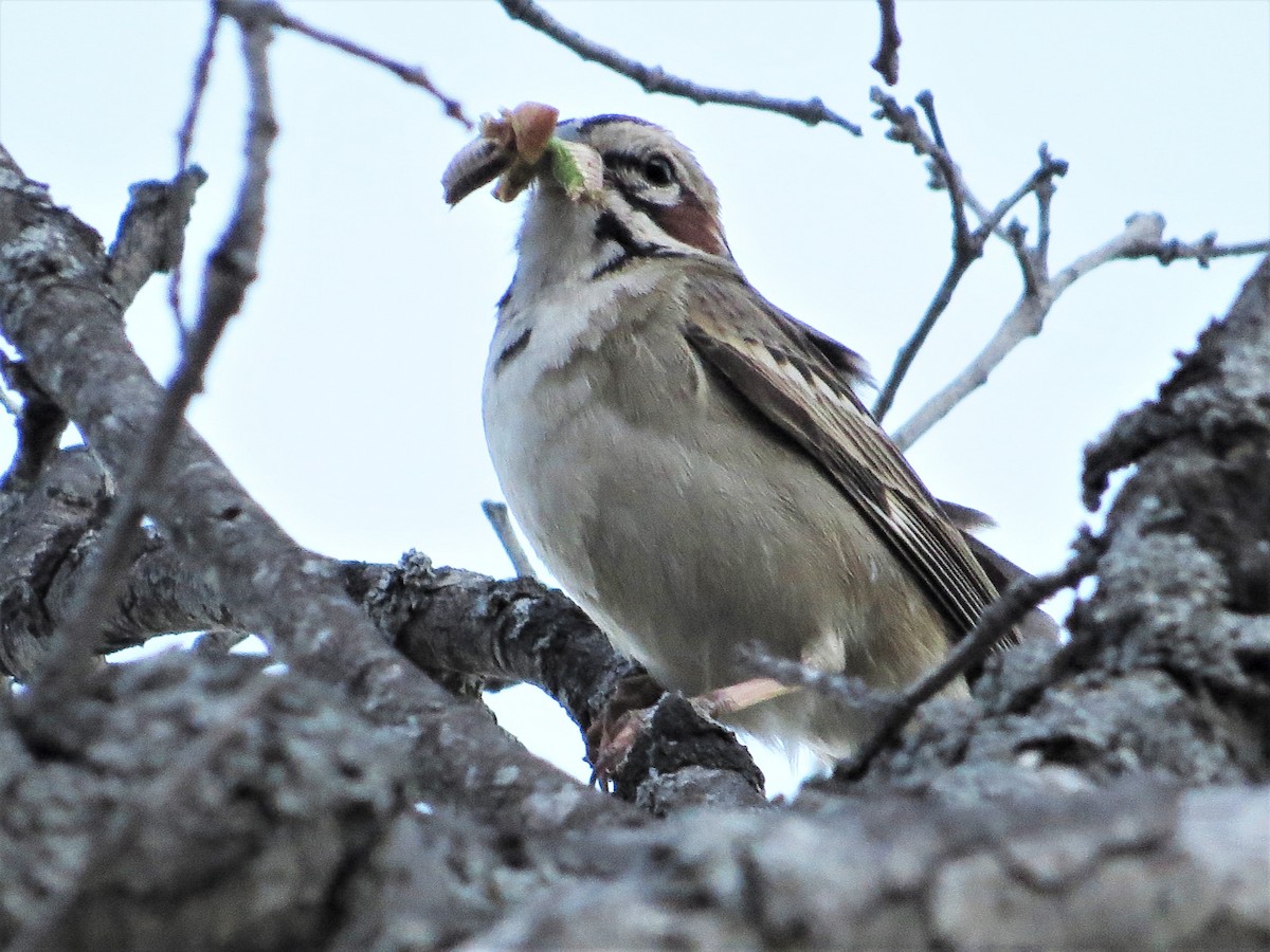 Lark Sparrow - ML239192831