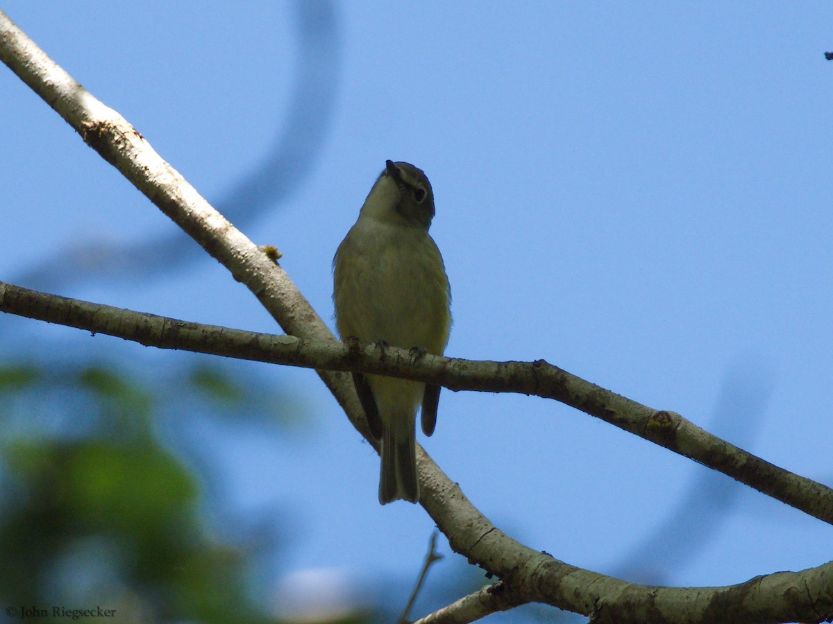 Cassin's Vireo - ML239193001
