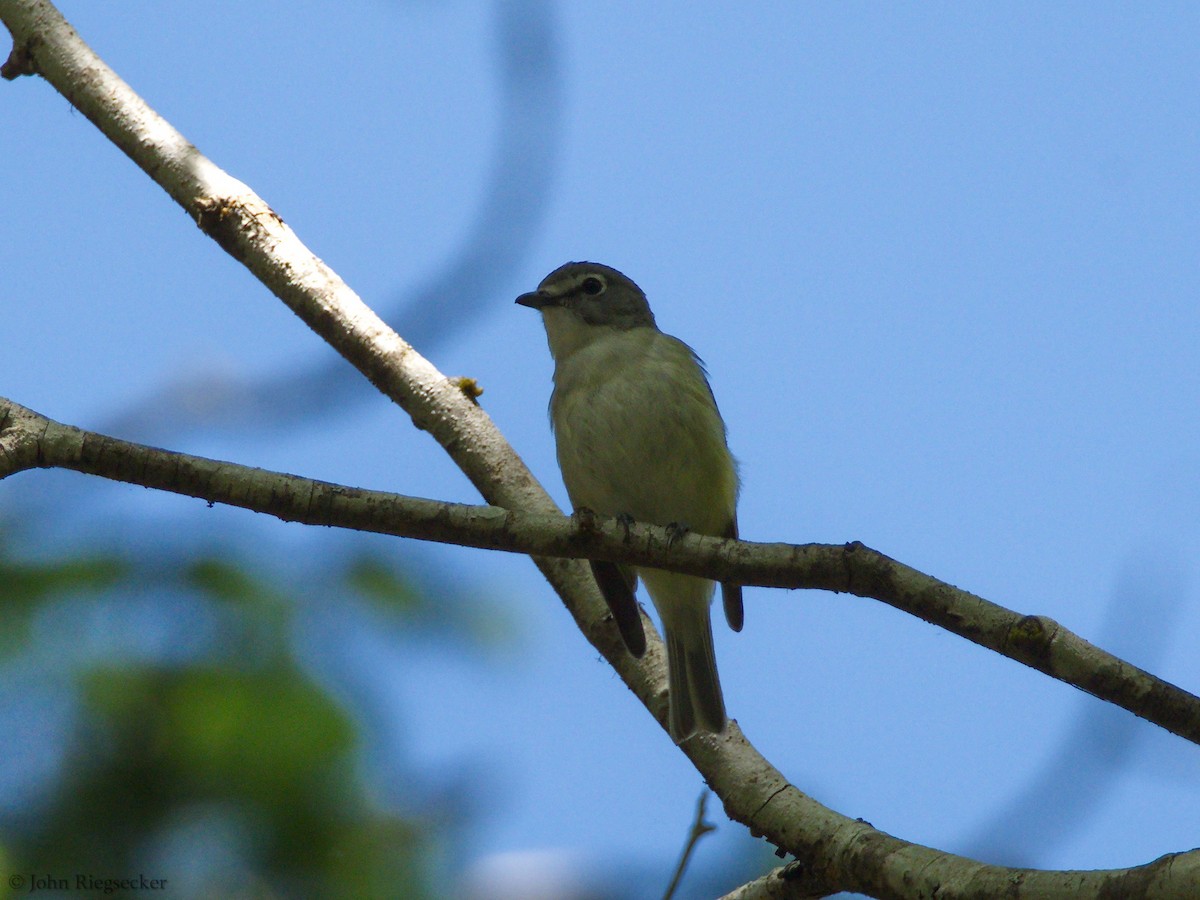Cassin's Vireo - ML239193031