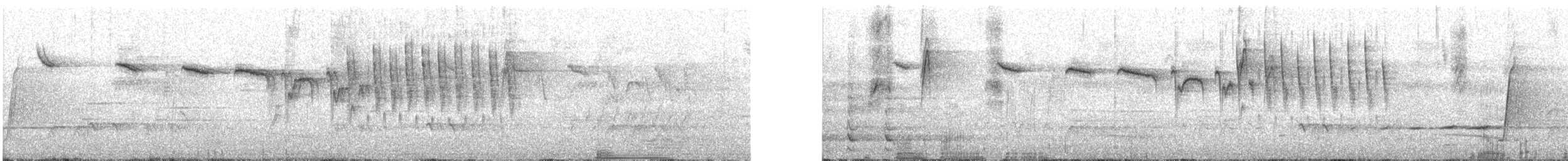 Silberkopf-Staffelschwanz - ML239193931