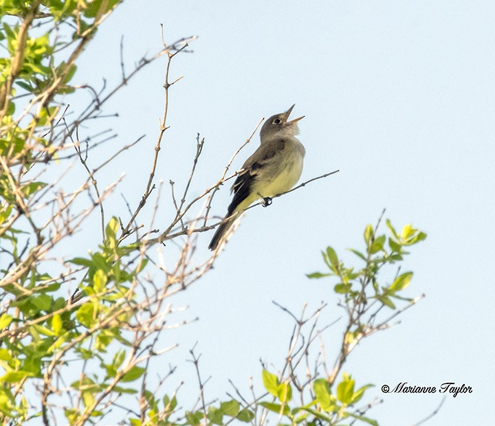 Willow Flycatcher - ML239195471