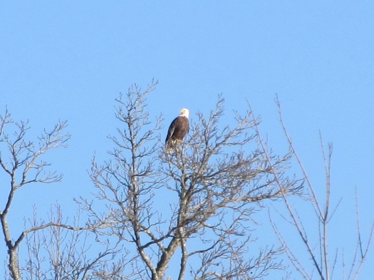 Bald Eagle - ML23919651