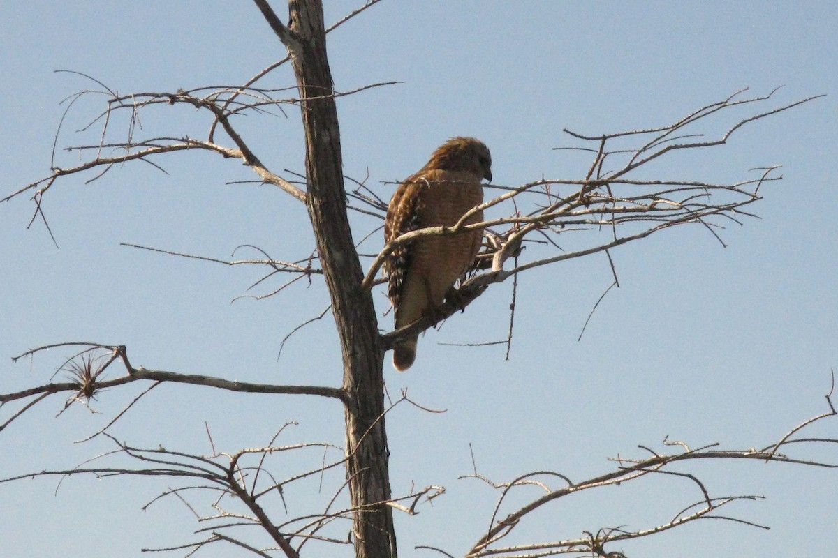 Red-shouldered Hawk - ML239196671