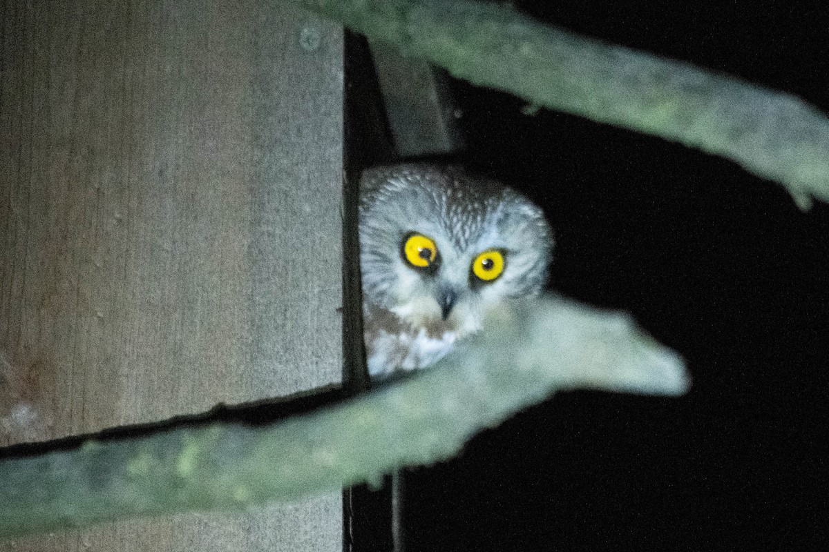 Northern Saw-whet Owl - ML239198861