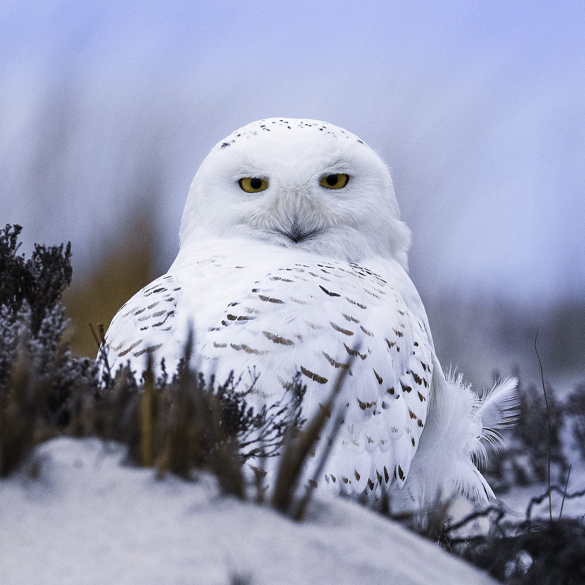 לילית שלג - ML239199371