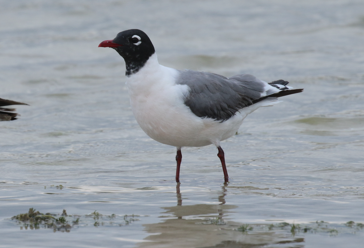 Franklin's Gull - Paul Jacyk