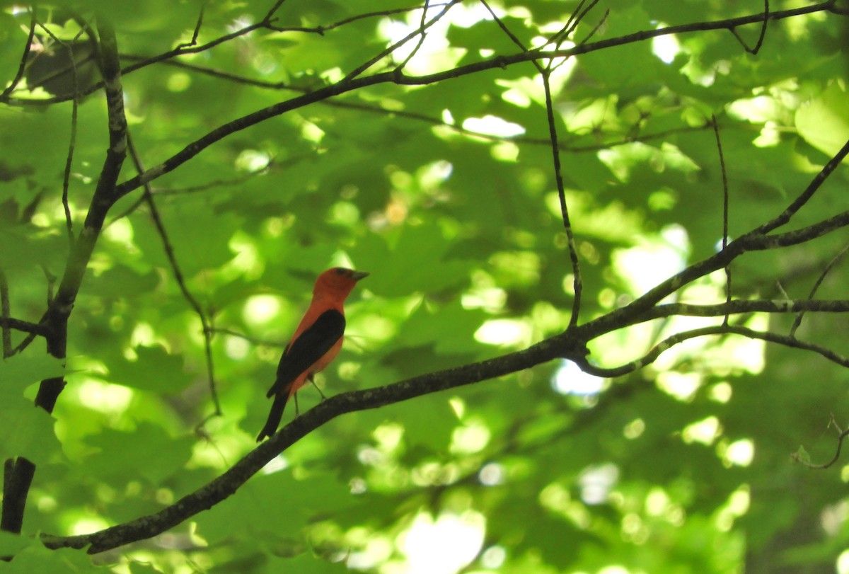 Scarlet Tanager - Anne-Marie Dufour