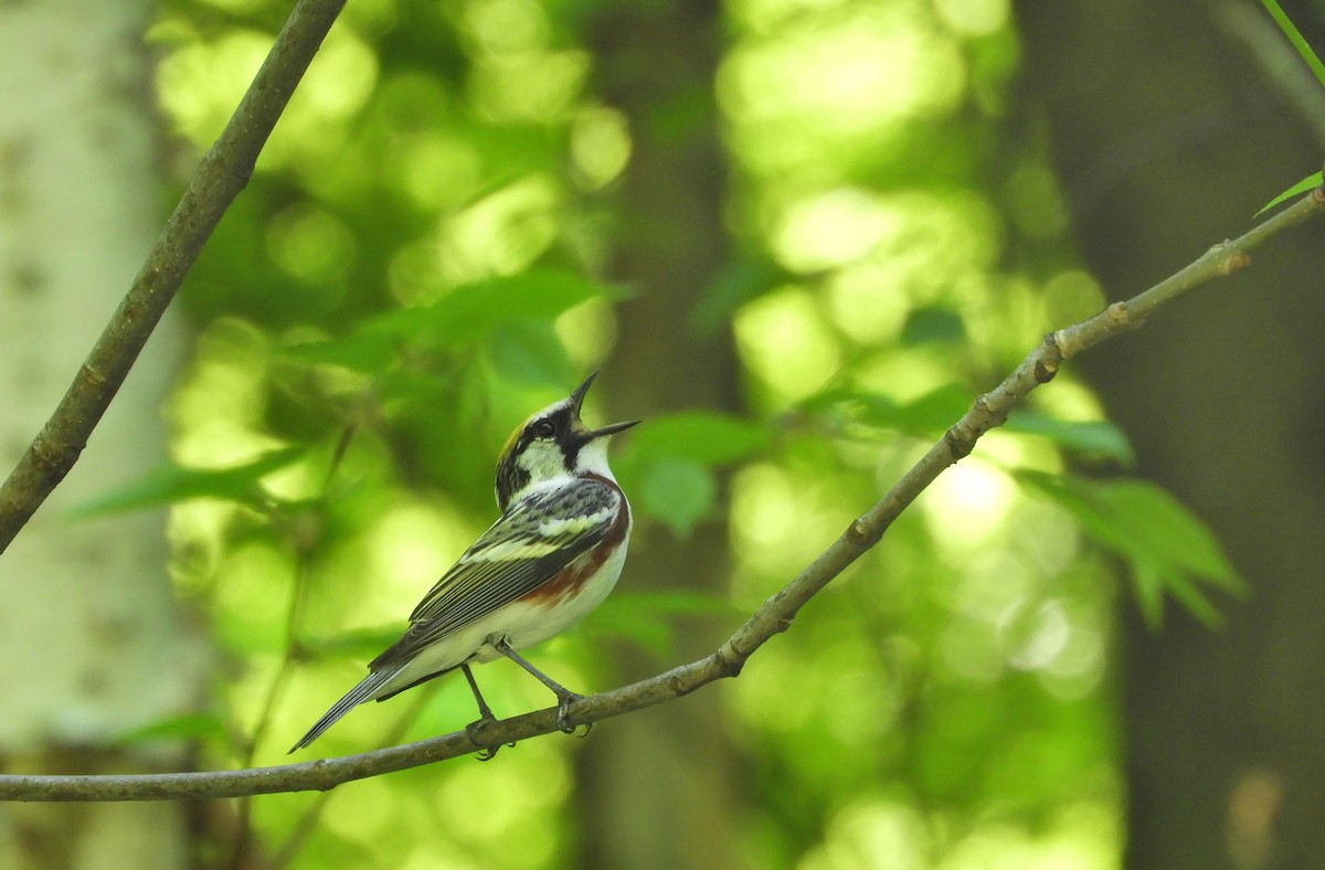 Chestnut-sided Warbler - Anne-Marie Dufour