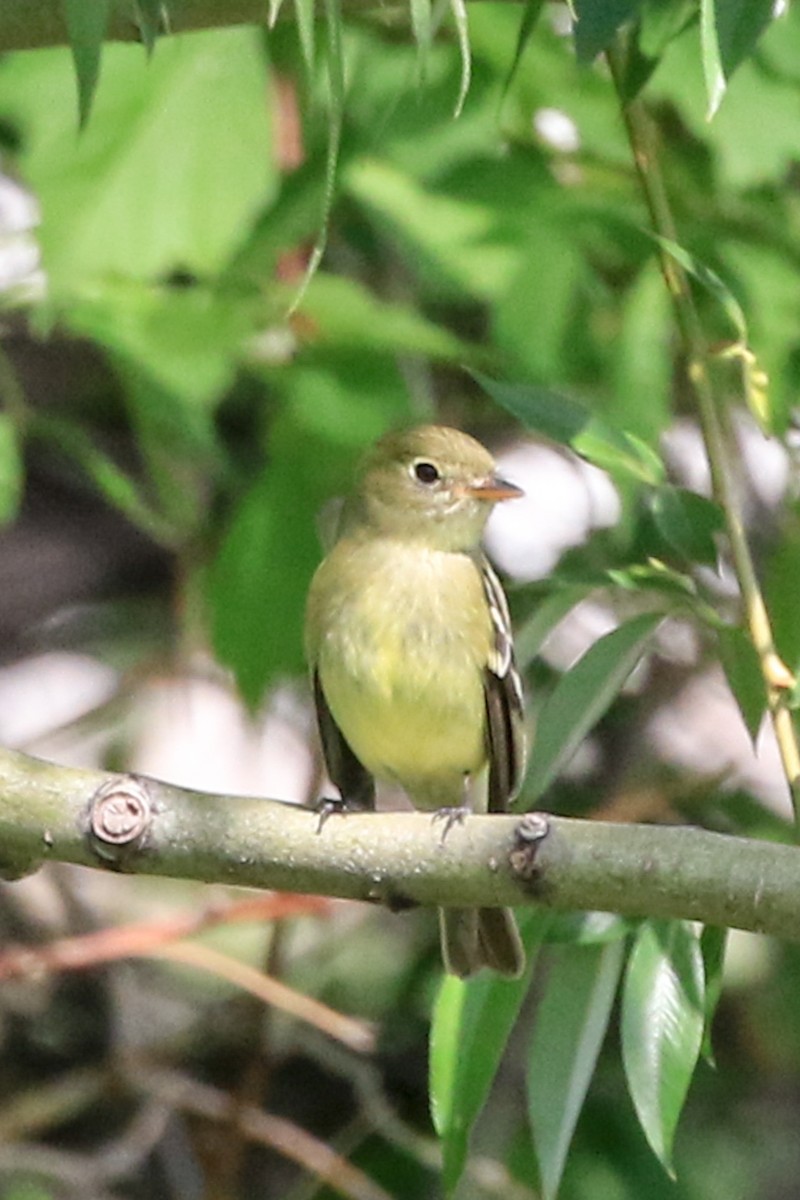 Yellow-bellied Flycatcher - ML239203521