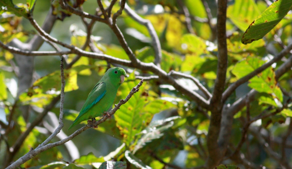 Yeşil Sokumlu Serçe Papağanı - ML23920471