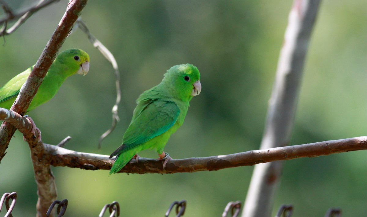 Yeşil Sokumlu Serçe Papağanı - ML23920481