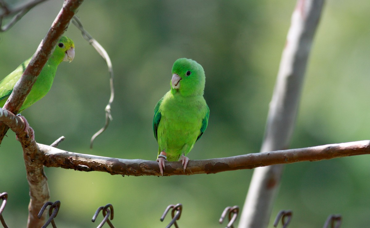 Yeşil Sokumlu Serçe Papağanı - ML23920491