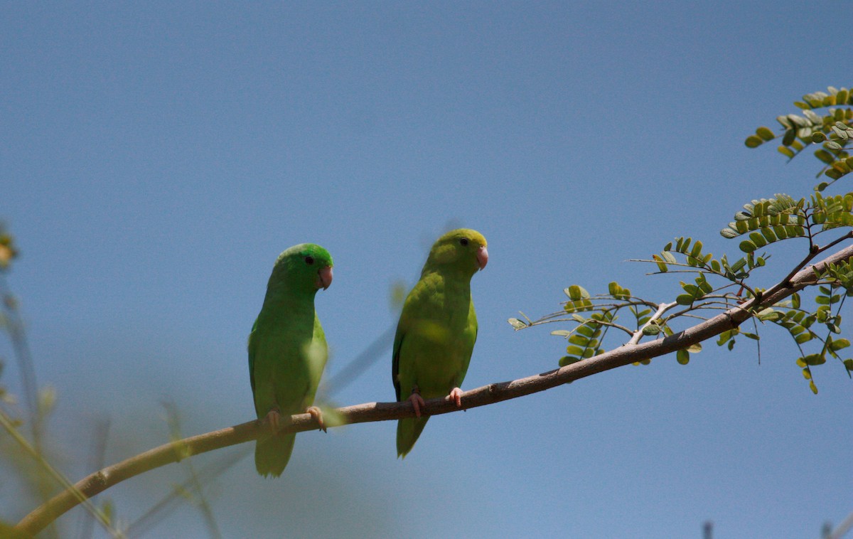 Yeşil Sokumlu Serçe Papağanı - ML23920511