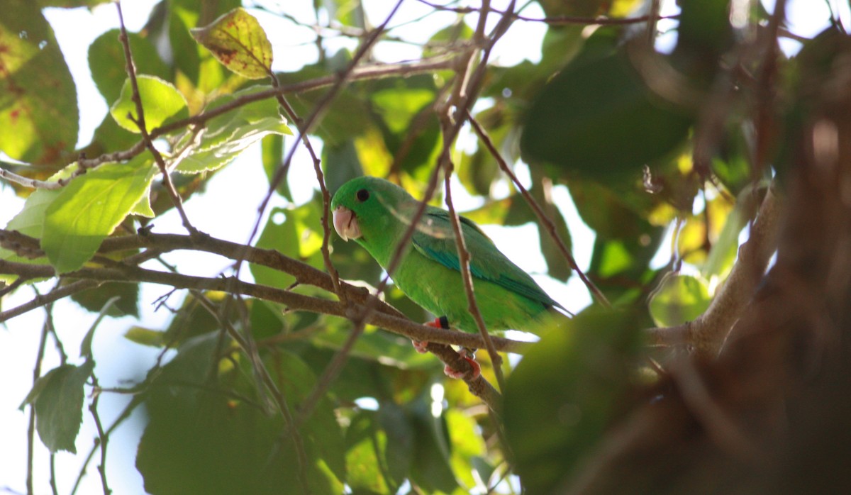 Green-rumped Parrotlet - Jay McGowan