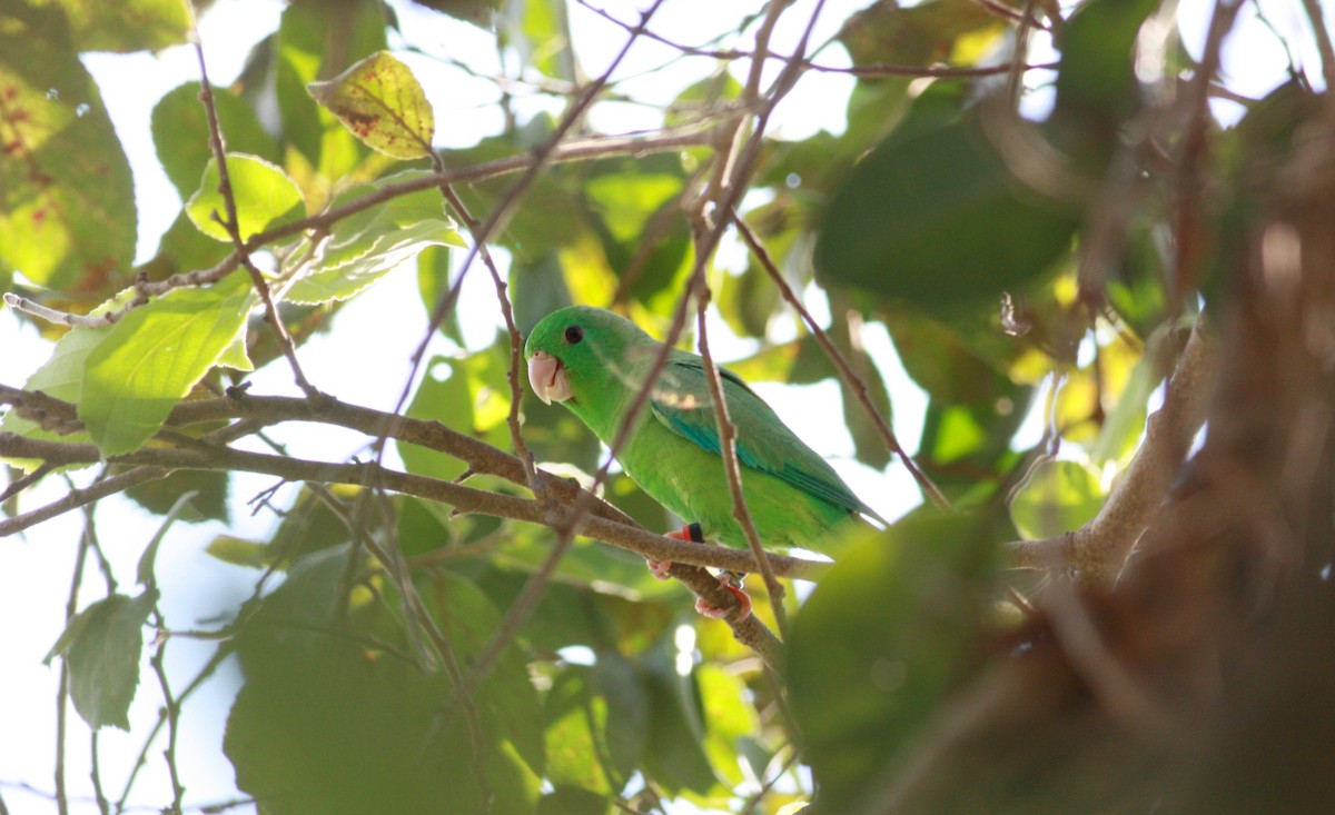 Yeşil Sokumlu Serçe Papağanı - ML23920551
