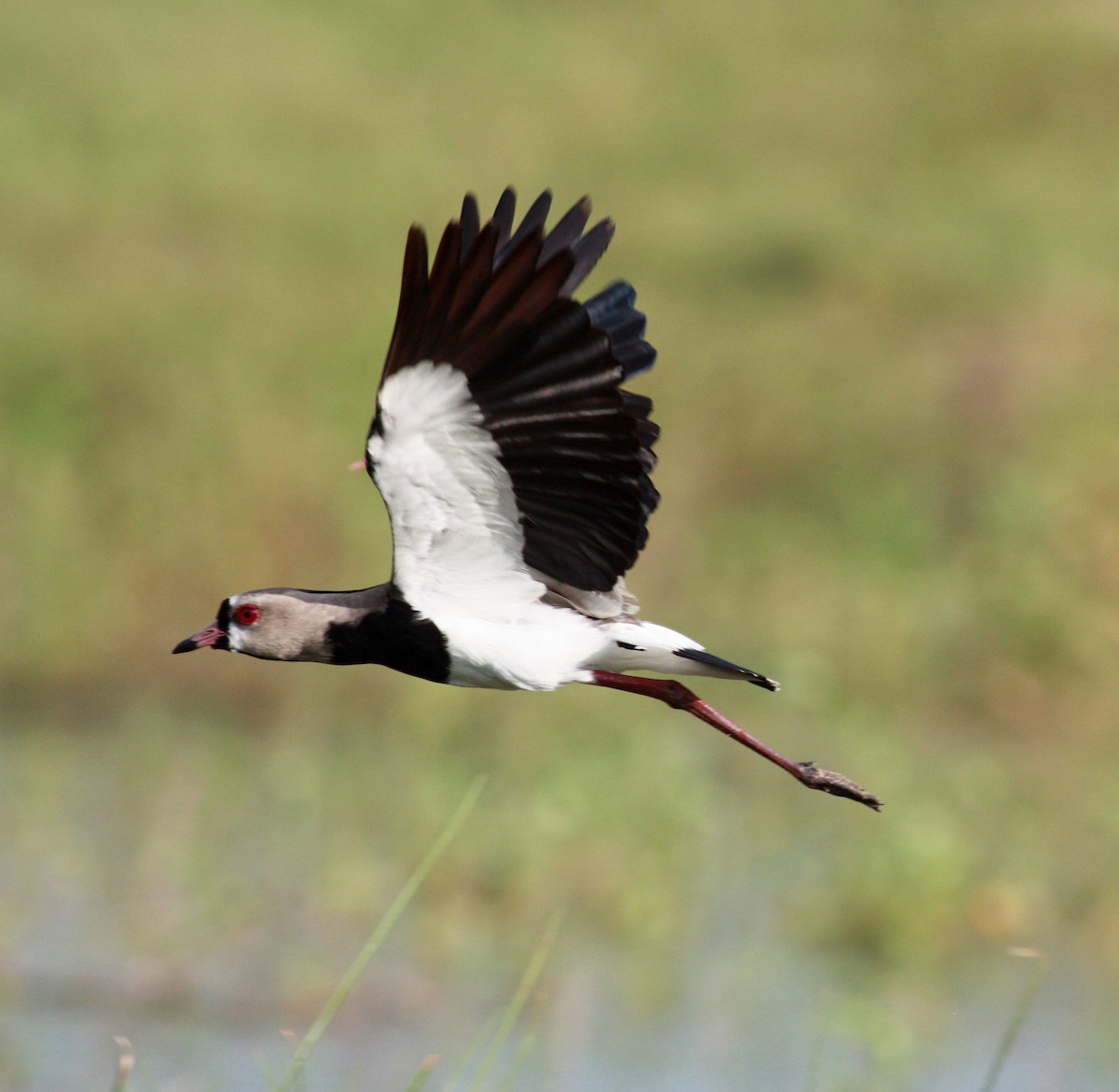 Southern Lapwing - Jay McGowan