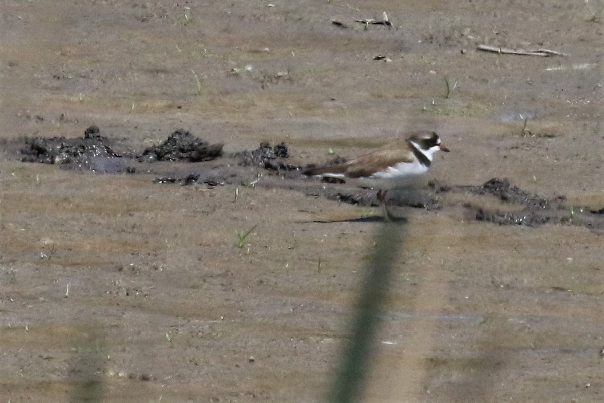 Semipalmated Plover - ML239206801
