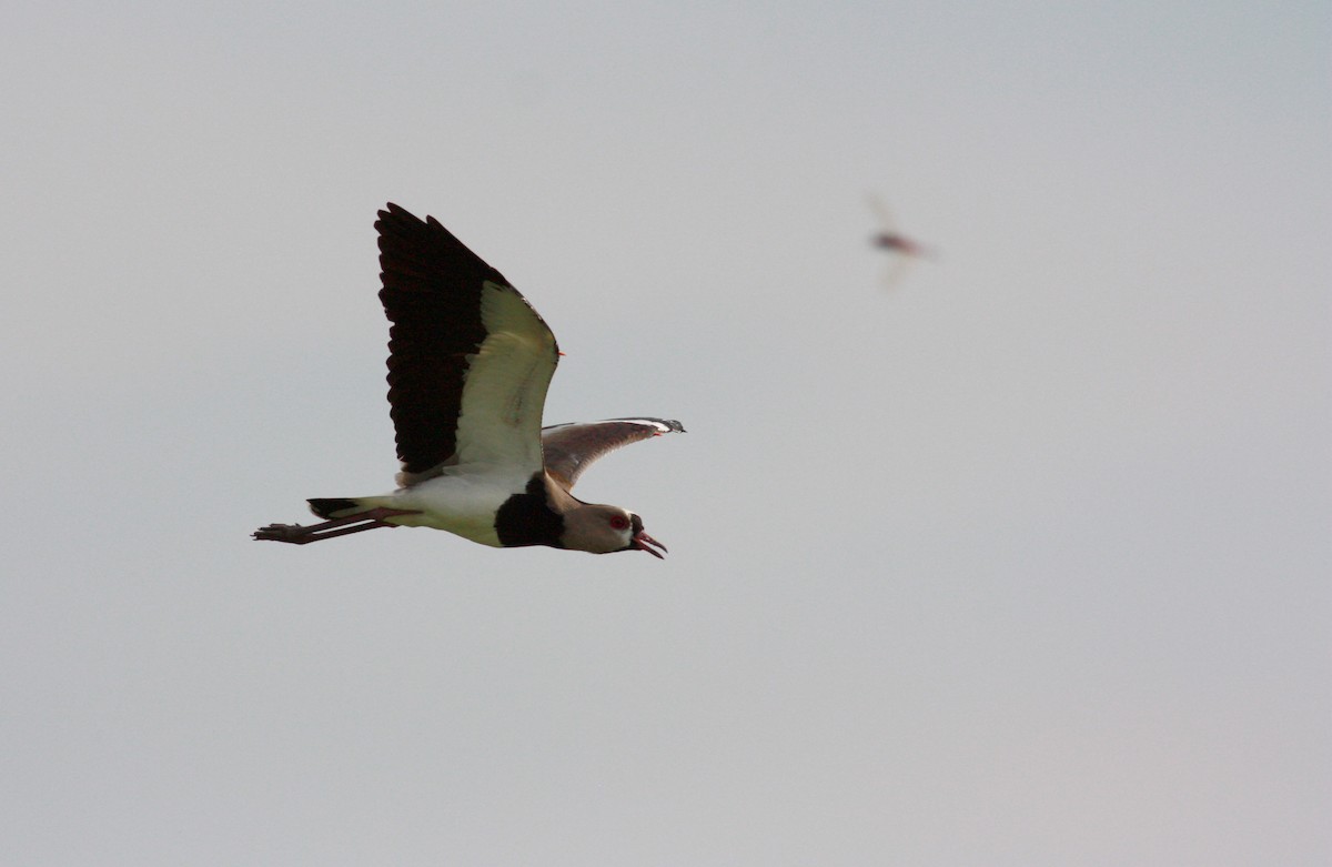 Southern Lapwing - ML23920691