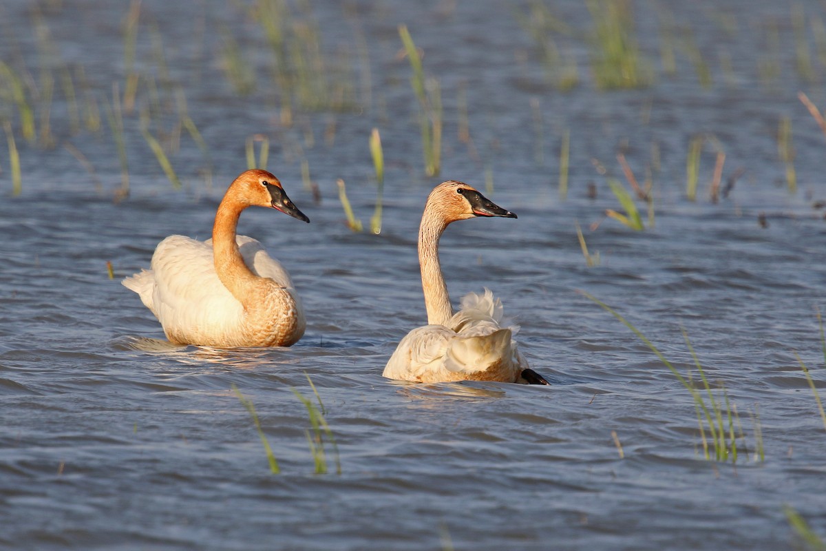 Trumpeter Swan - ML239207711