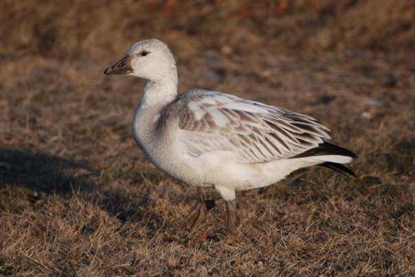 Snow Goose - ML23920781