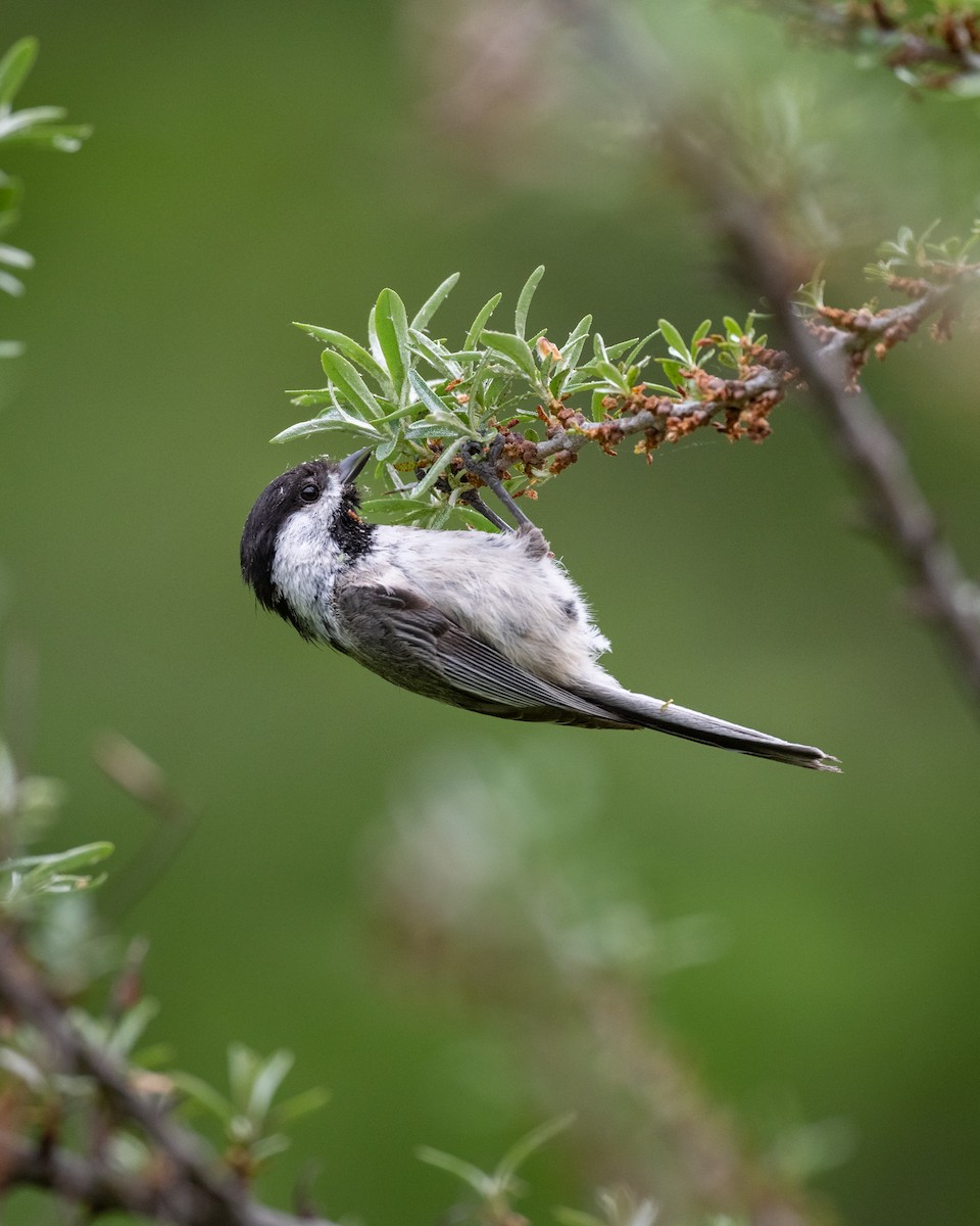 Black-capped Chickadee - Kyle Tansley