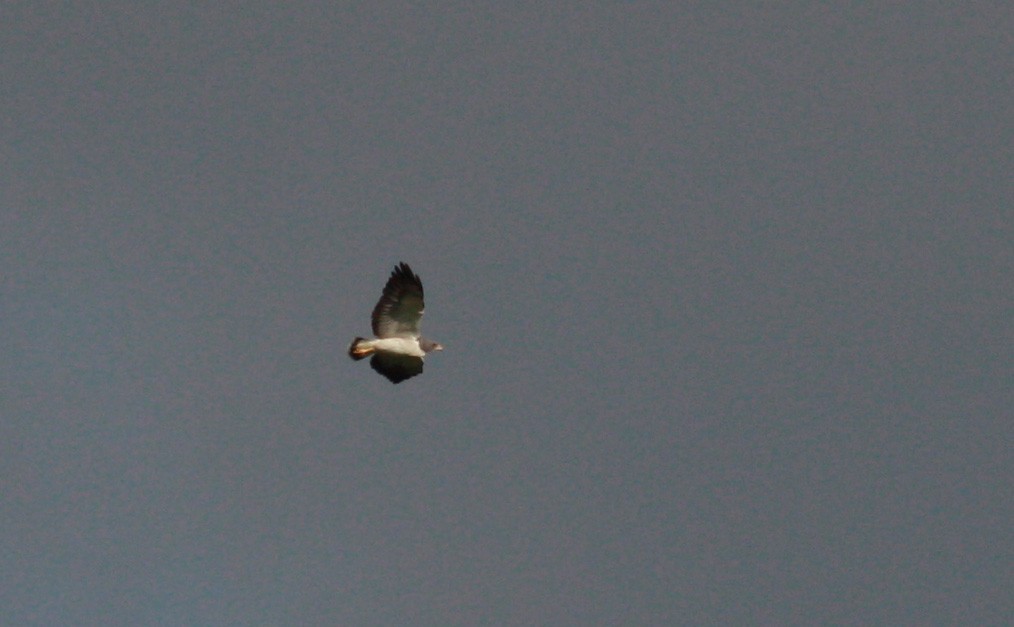 White-tailed Hawk - ML23920891