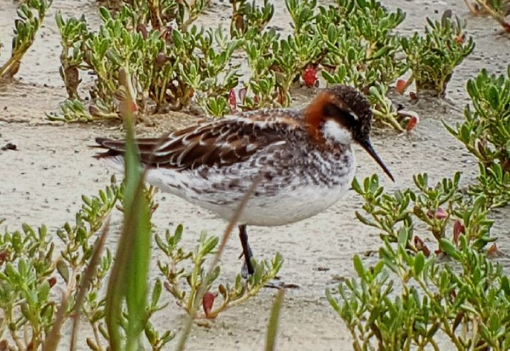 Red-necked Phalarope - Ritch Lilly