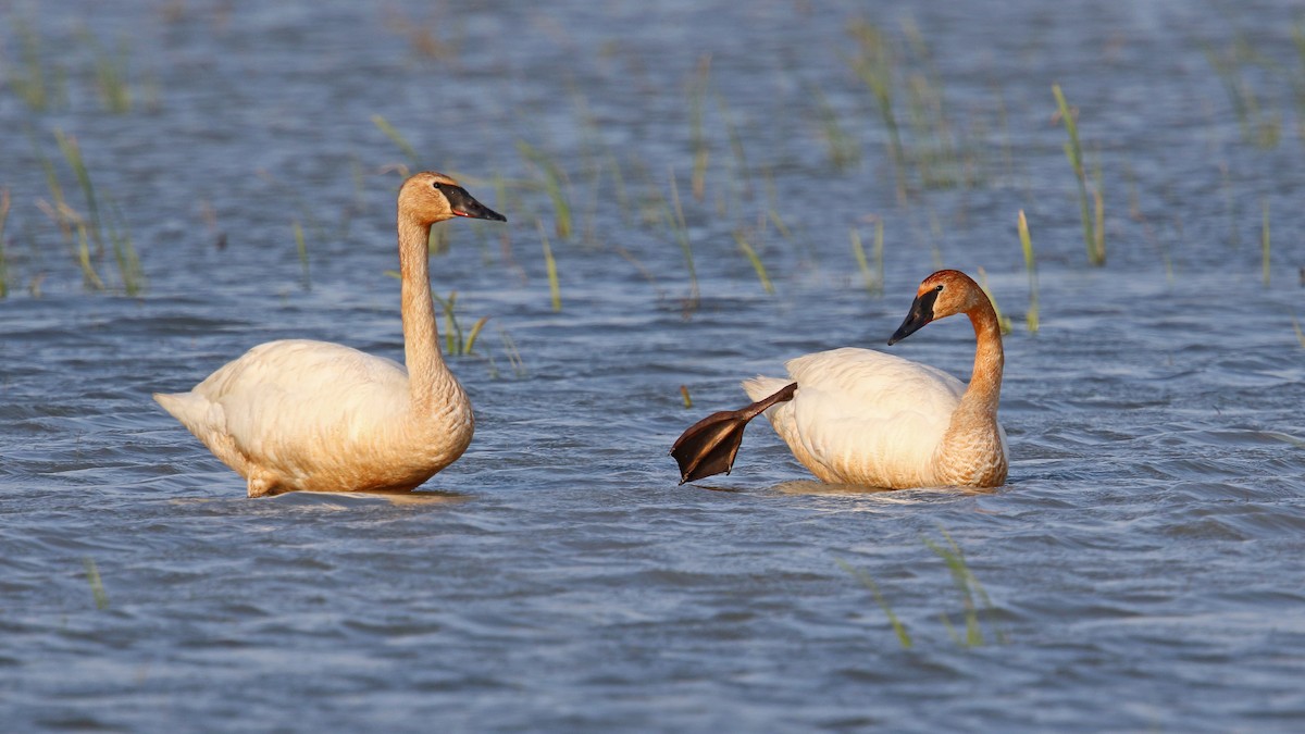 Trumpeter Swan - ML239211601