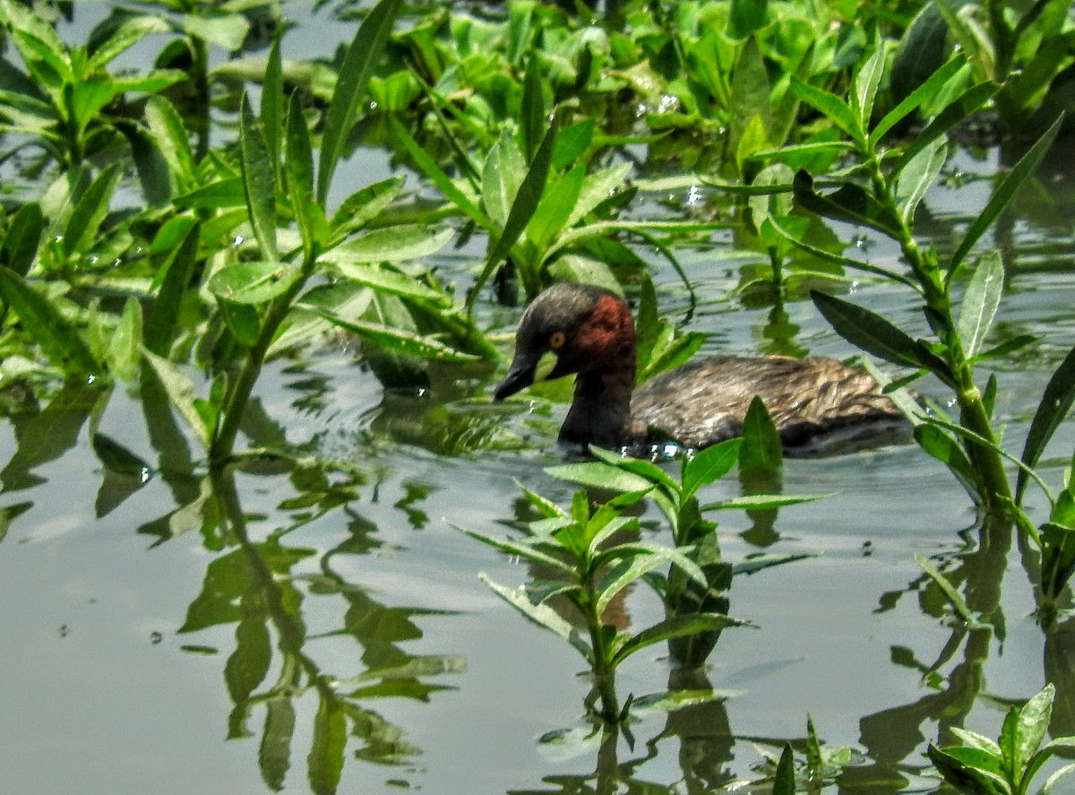 Little Grebe - ML239212171