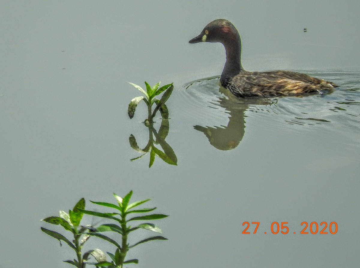 Little Grebe - ML239212191