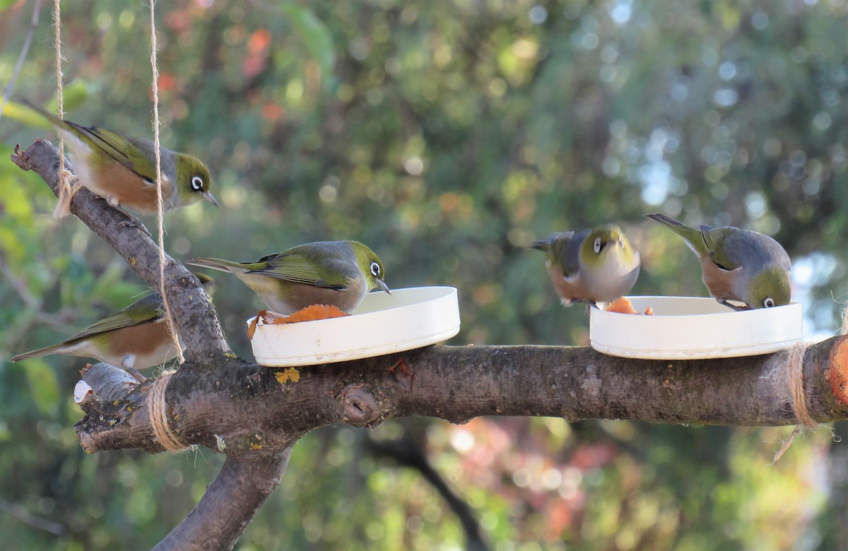 Silvereye - ML239212791