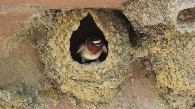 Cliff Swallow - ML239212911