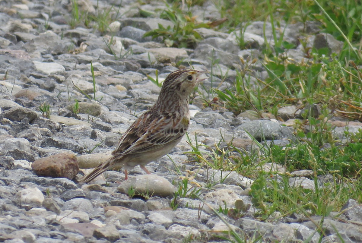 Grasshopper Sparrow - ML239213751