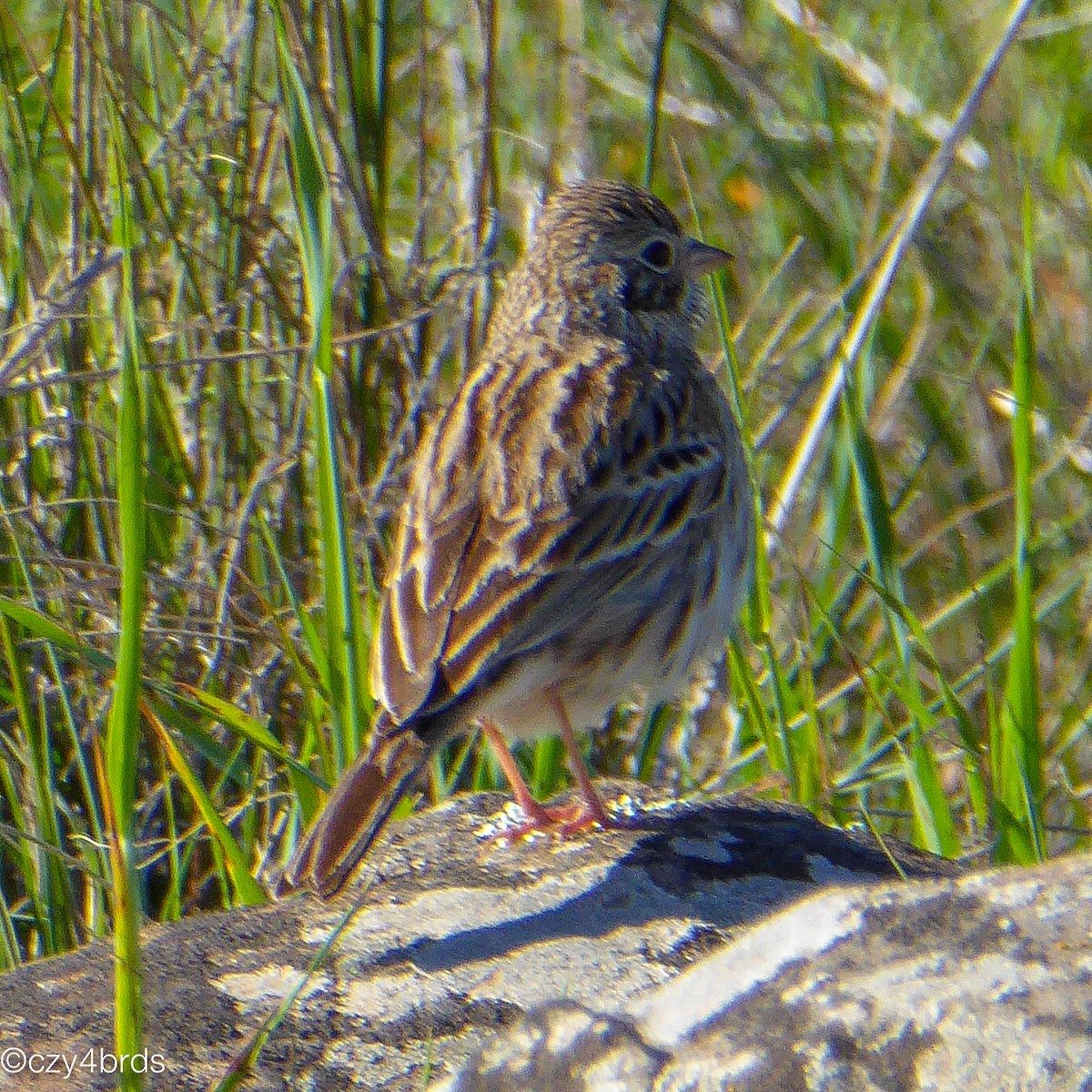 Vesper Sparrow - ML23921691