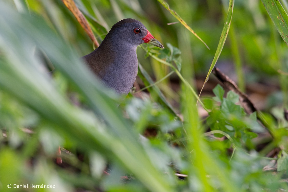 Paint-billed Crake - ML239217901