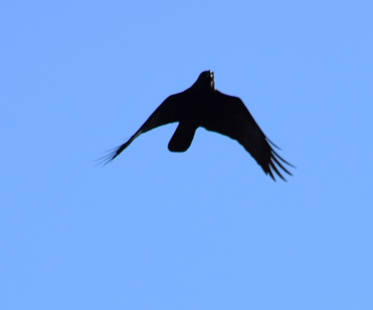 American Crow - Mary  McMahon