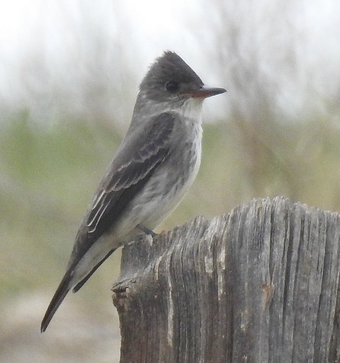 Olive-sided Flycatcher - ML239219351