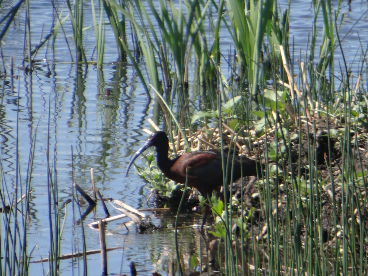 White-faced Ibis - ML239220621