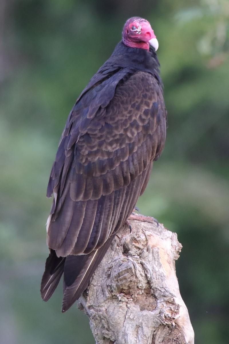 Turkey Vulture (Northern) - Fabio Olmos