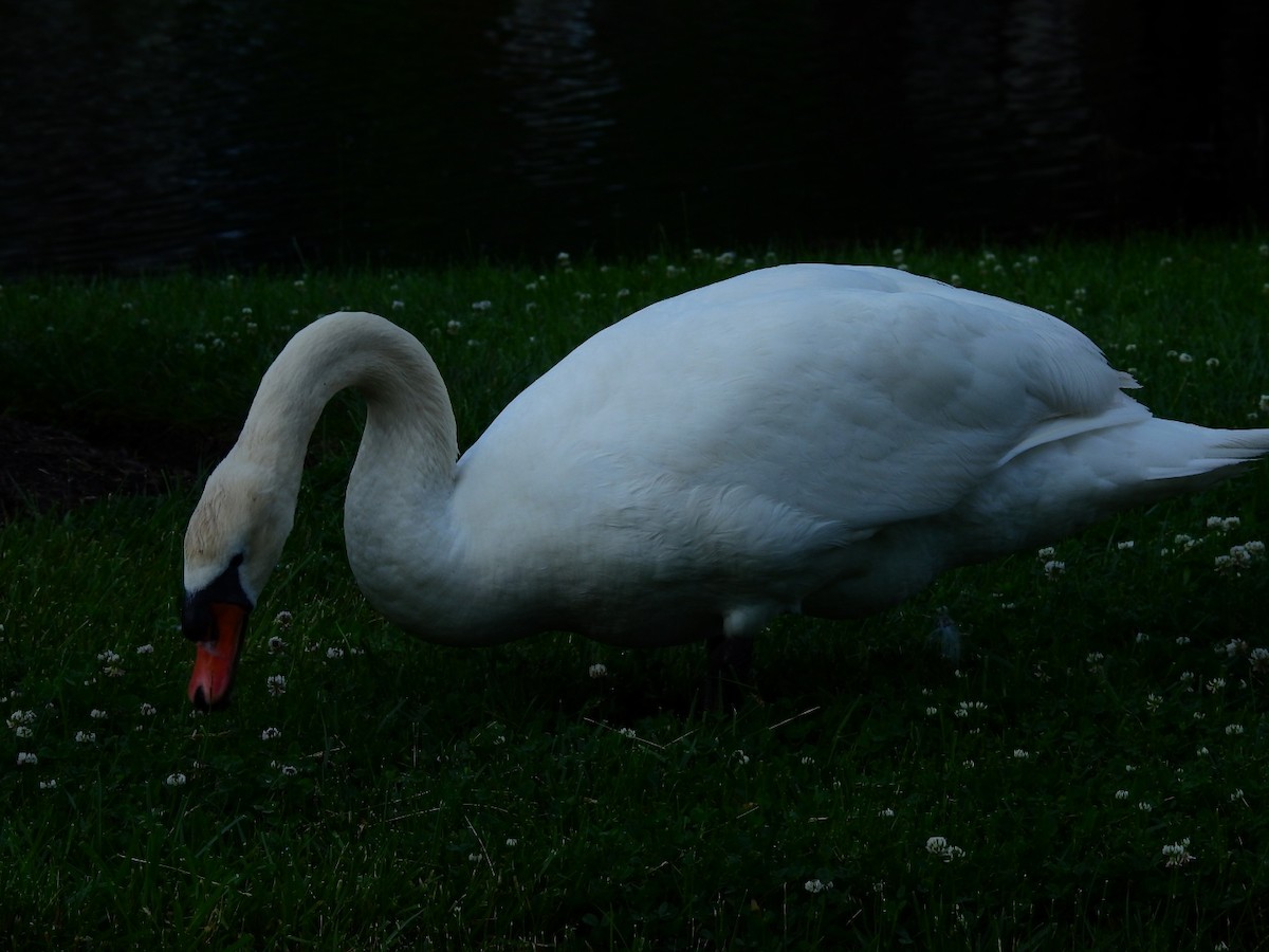 Mute Swan - ML239221331