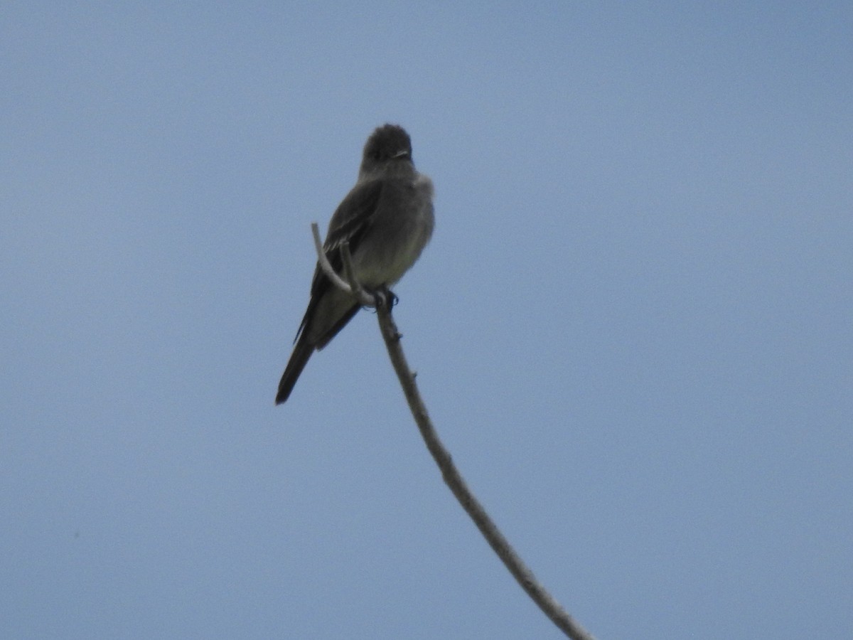 Western Wood-Pewee - ML239222091
