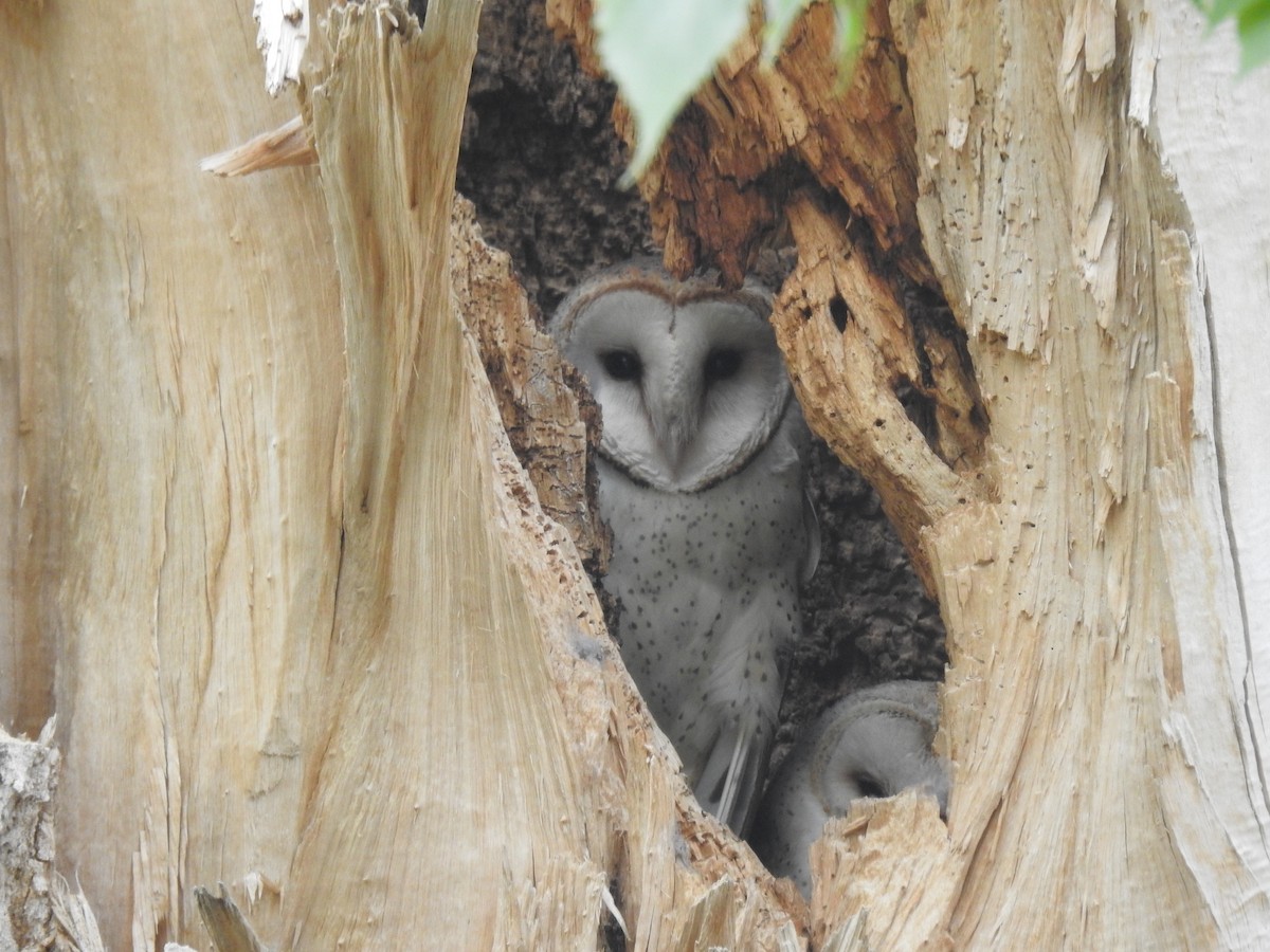 American Barn Owl - ML239222501