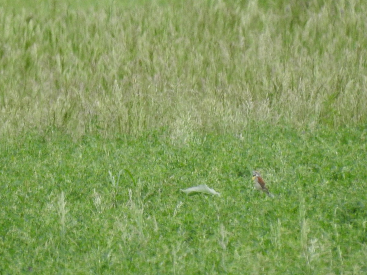 Dickcissel - ML239222581