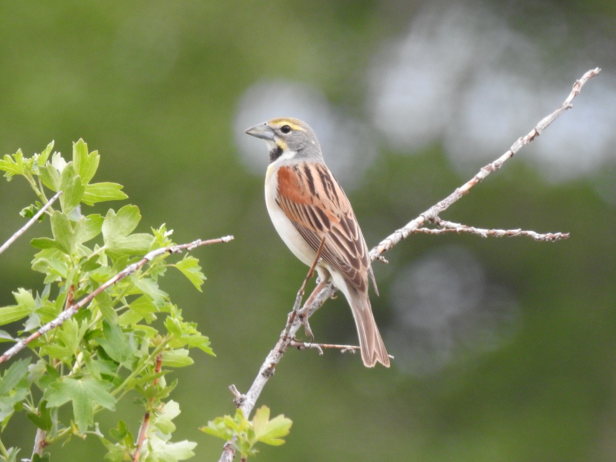 Dickcissel - ML239223141